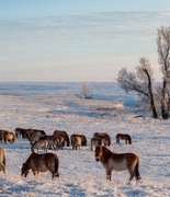  Морозы до -30°C и ураганный ветер: лошади Пржевальского справились