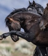 «Лошадиная сила» на большом экране: Джош Бролин озвучил главный конный фильм года.