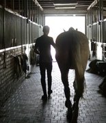 В Московской области введён карантин по инфекционной анемии лошадей