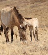 Первый жеребёнок лошади Пржевальского родился в Хакасии