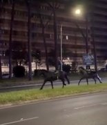 В Риме во время репетиции парада табун лошадей вырвался на городские улицы из-за взрывов пиротехники