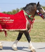 К 80-летию породы: 41 владимирский тяжеловоз выйдет на ринги в Чечне