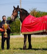 Чемпионат владимирской породы лошадей «Атланты Северного Кавказа»