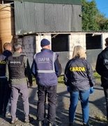 Лошадям меняли «личность» и отправляли на бойни